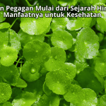 Daun Pegagan Mulai dari Sejarah Hingga Manfaatnya untuk Kesehatan Daun Pegagan Mulai dari Sejarah Hingga Manfaatnya untuk Kesehatan
