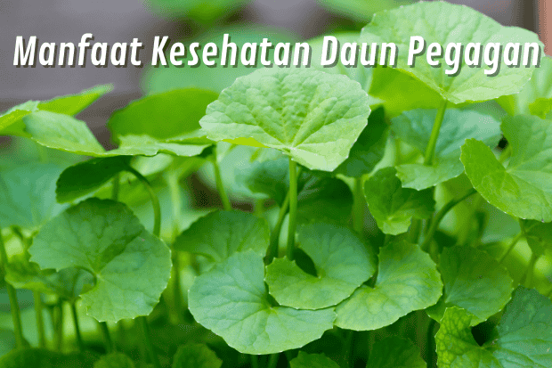 Manfaat Kesehatan Daun Pegagan