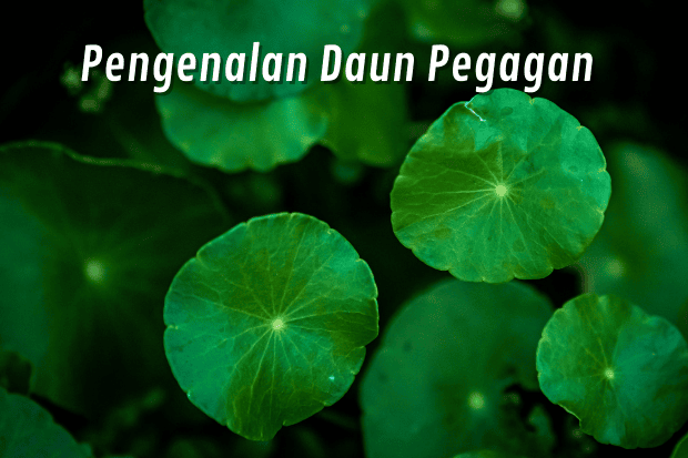 Pengenalan Daun Pegagan
